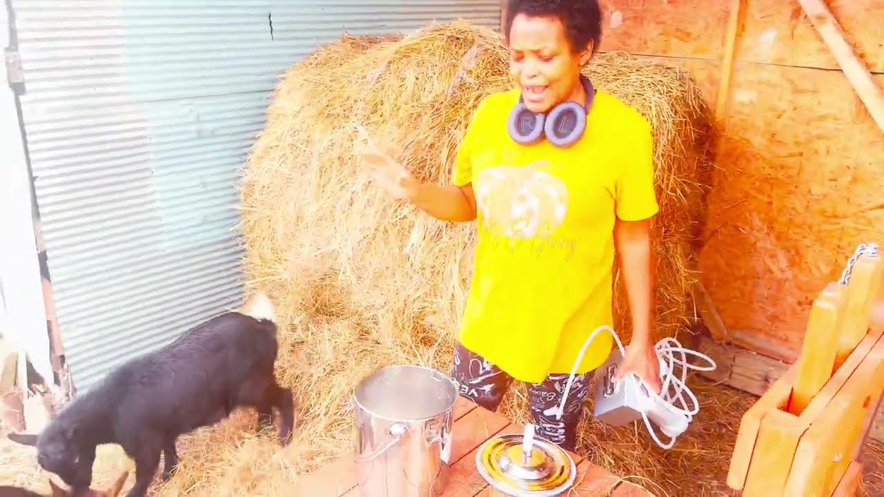 Today we tried to milk our goats for the first time.😂😂