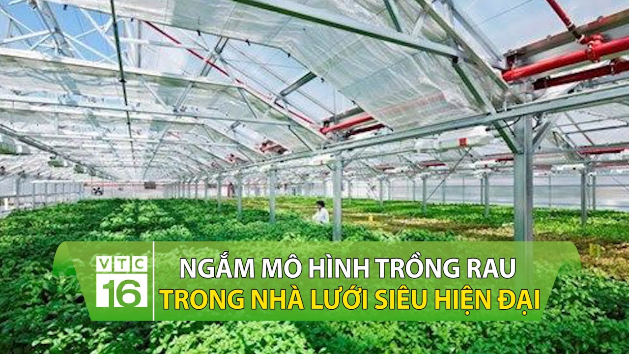 Ngắm mô hình trồng rau trong nhà lưới siêu hiện đại | VTC16