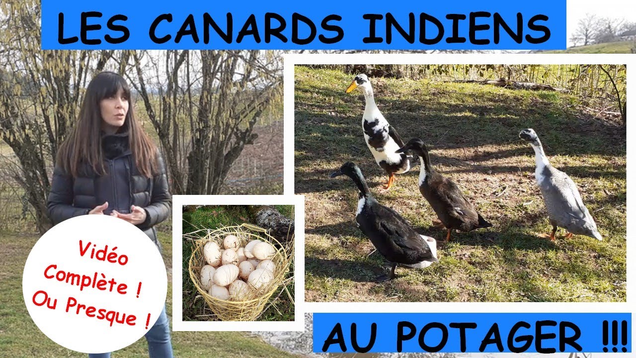 Canards Coureurs Indiens Au Potager : LA vidéo Complète ..Ou Presque !!