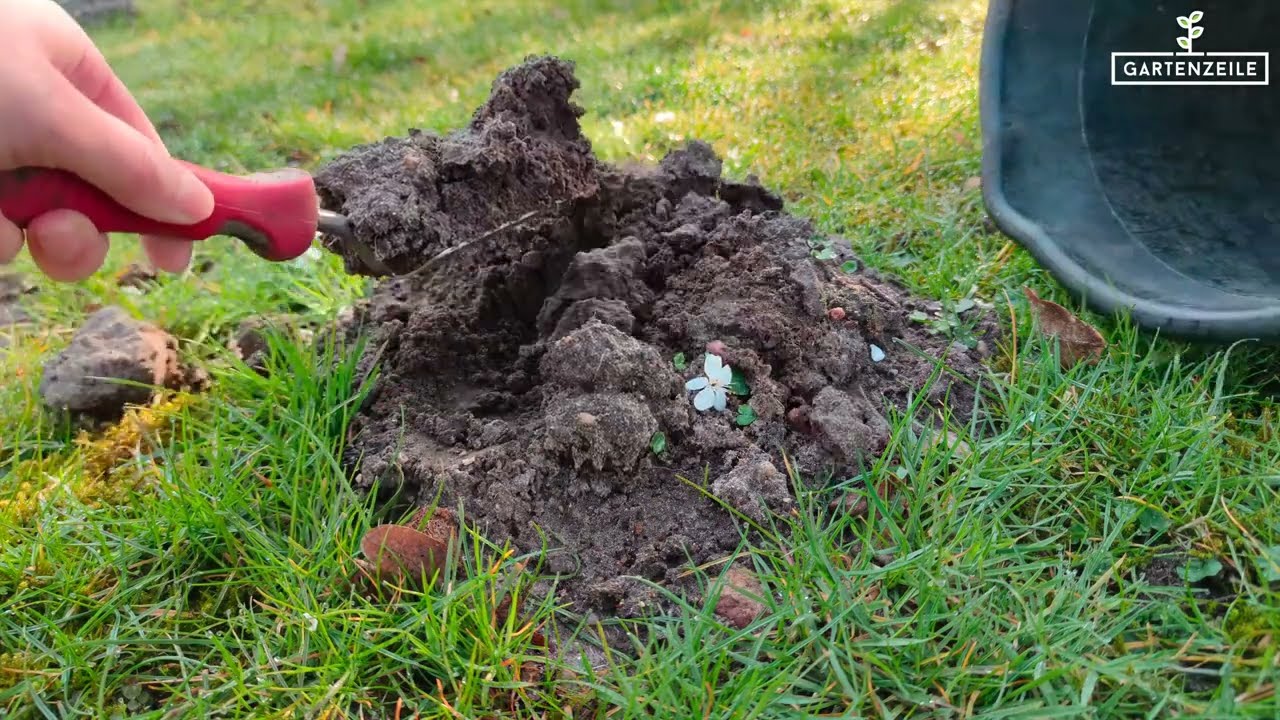TOP 5 home remedies to permanently get rid of moles from your garden