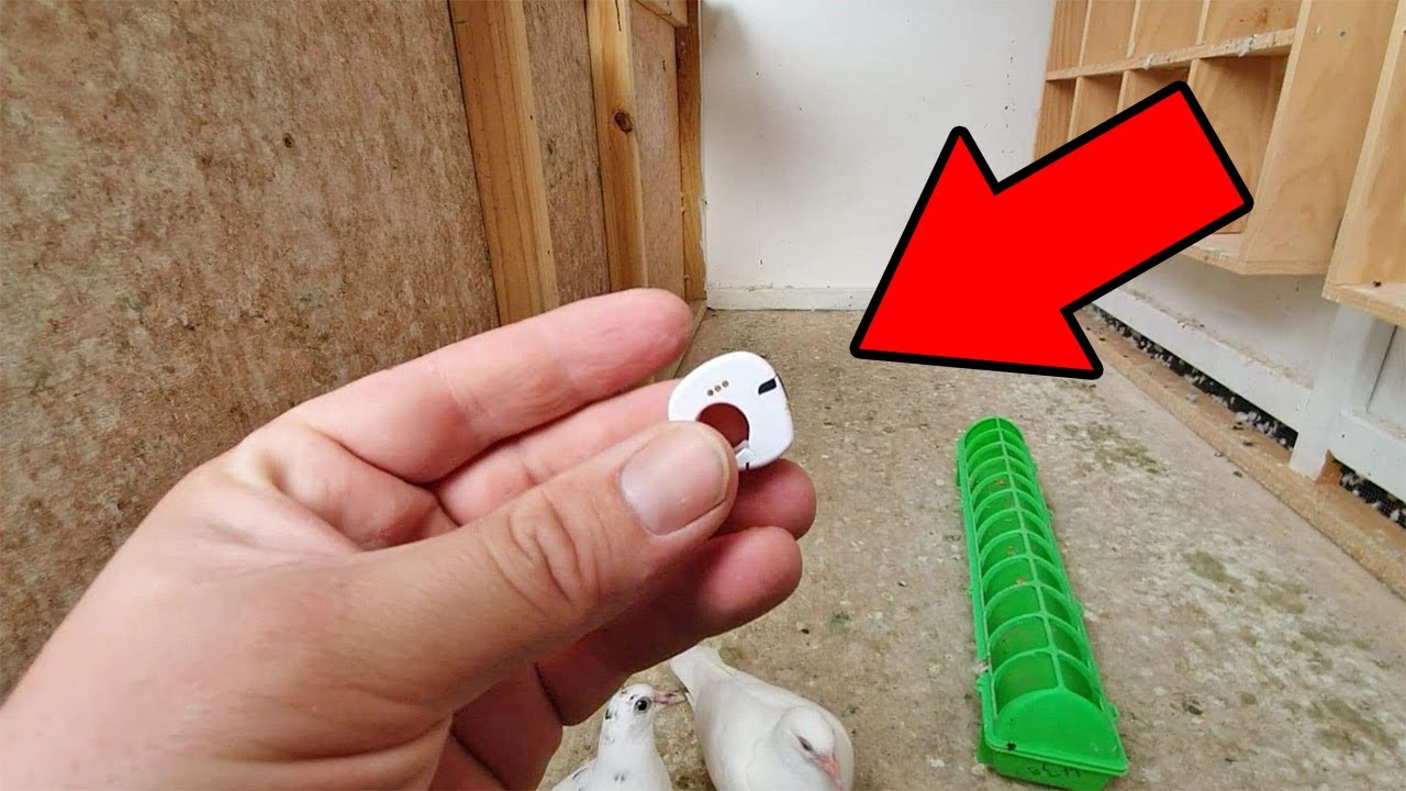 LOST Pigeon Returns With GPS Tracker ( where did it go? )