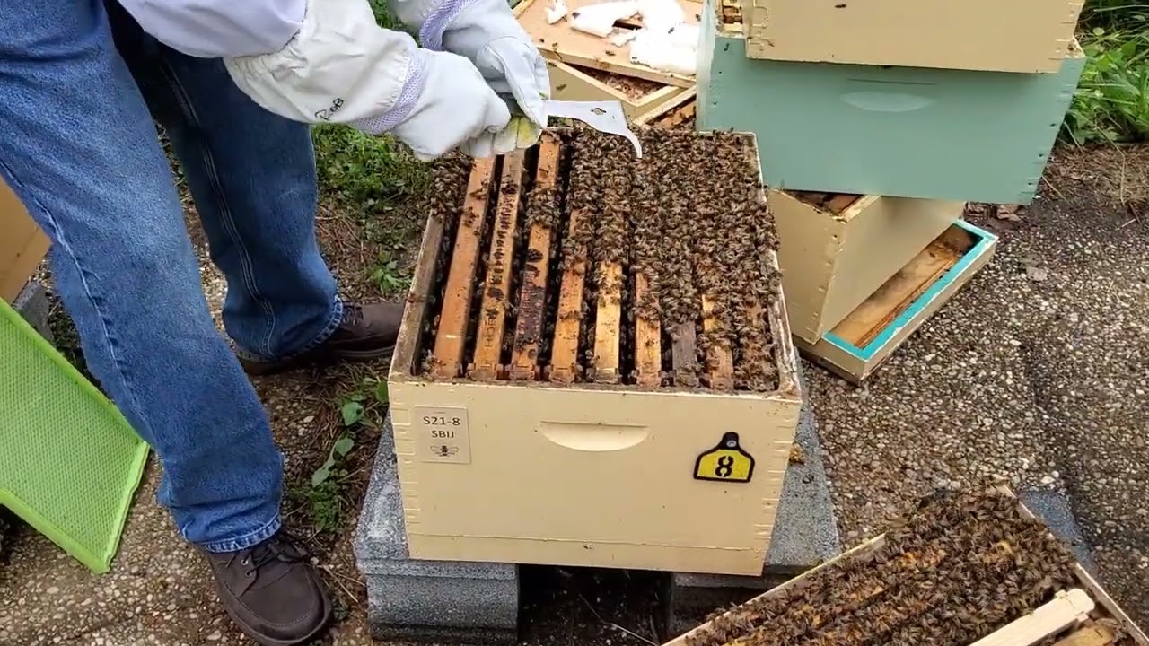 CMBA Presents... Hive inspection in the Nuc Yard