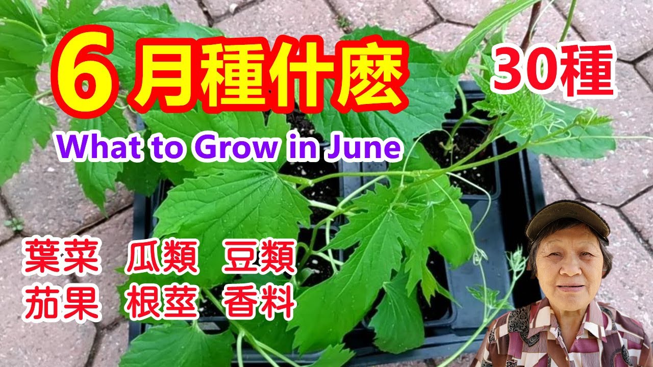 6月種什麼，30多個品種，葉菜類，茄果類，瓜類，根莖類，豆類，香料類 What to Grow in June