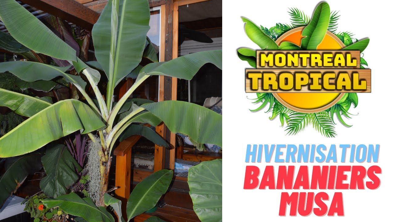 Hivernisation des bananiers de type musa ( Grand Nain , Kokopo , Dwarf Cavendish etc)