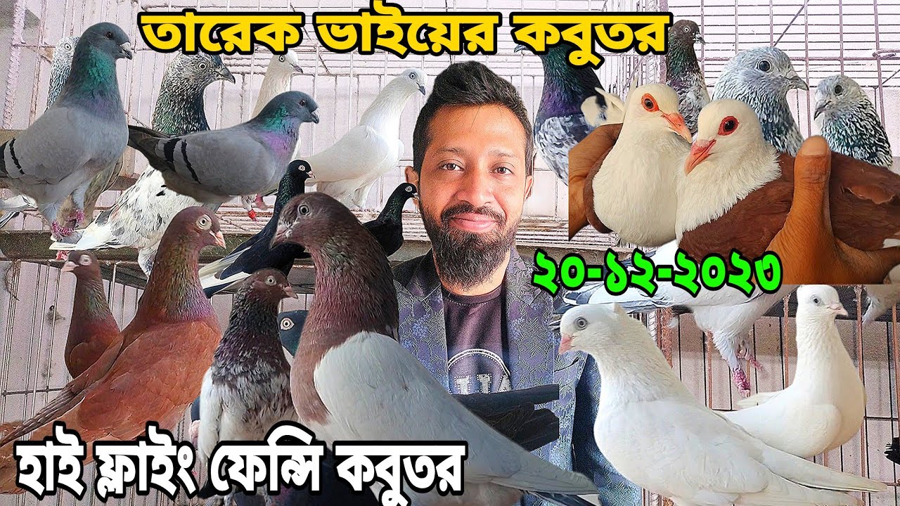 তারেক ভাইয়ের হাইফ্লায়ার গিরিবাজ রেসিং ফেন্সি কবুতর বিক্রি হবে চিলা জায়ান্ট হুমা কবুতর