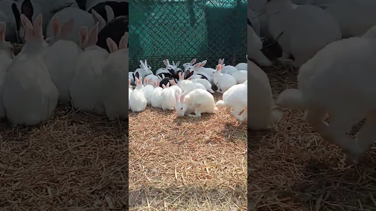 Rabbit 🐇🐇🐰 // 1000 Rabbit in one place // Rabbit park #viral #rabbit #animals