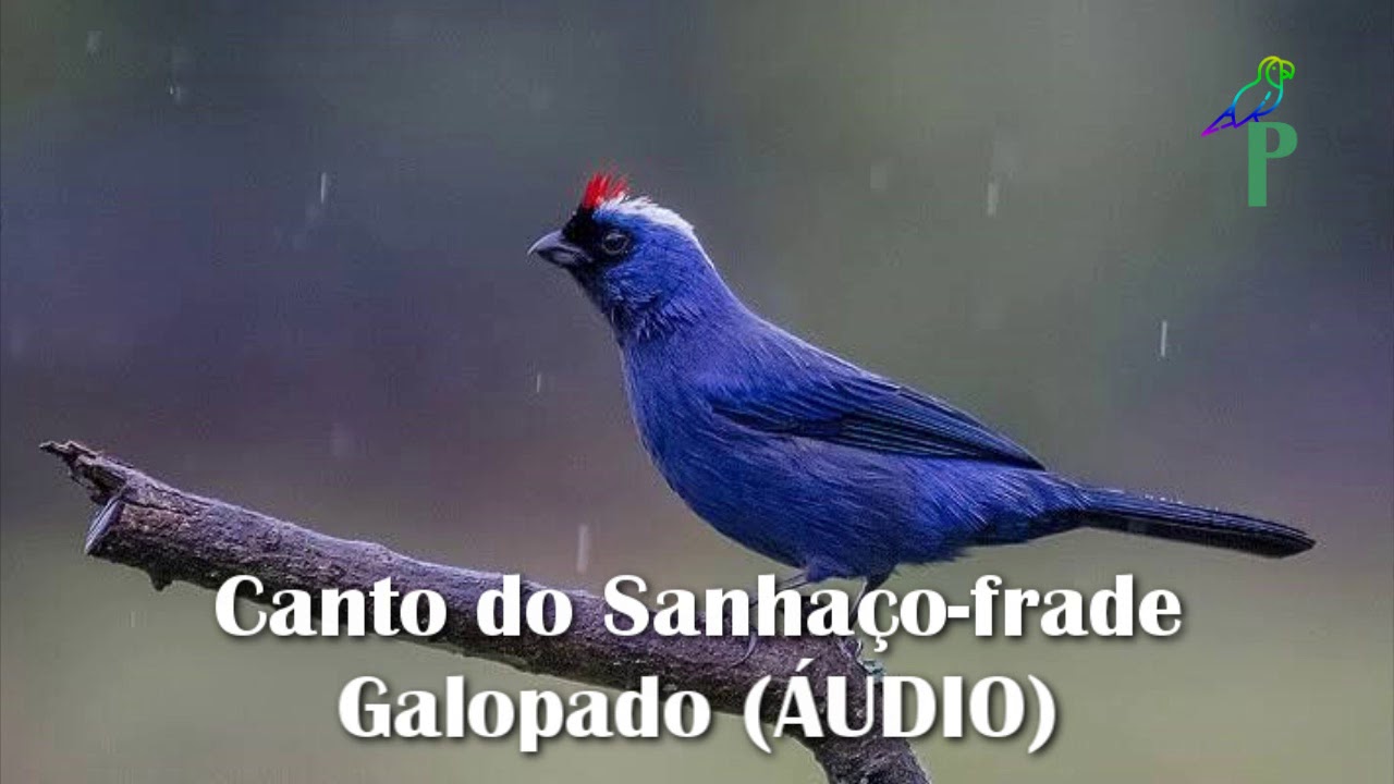 Canto do Sanhaço-frade Galopado (ÁUDIO)
