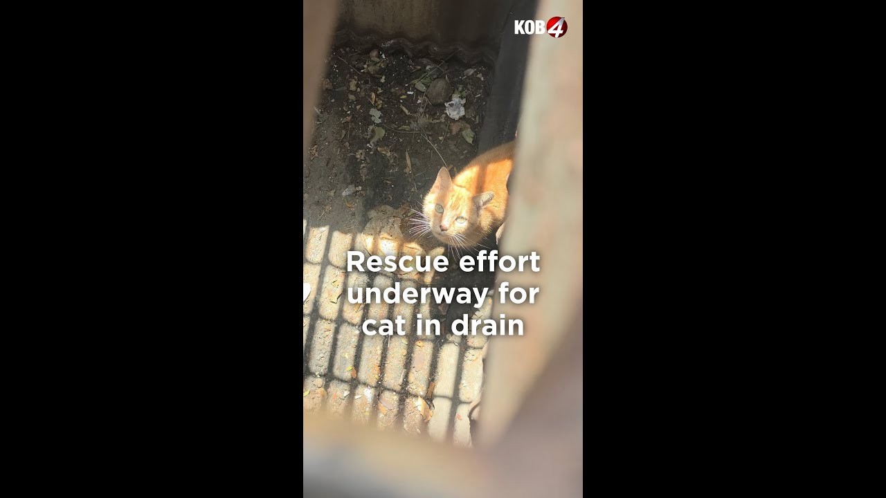 Rescue efforts underway for cat stuck in an Albuquerque drain.