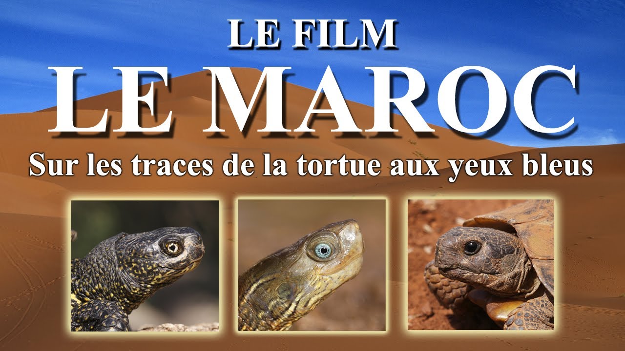 LE MAROC 'Sur les traces de la tortues aux yeux bleus'