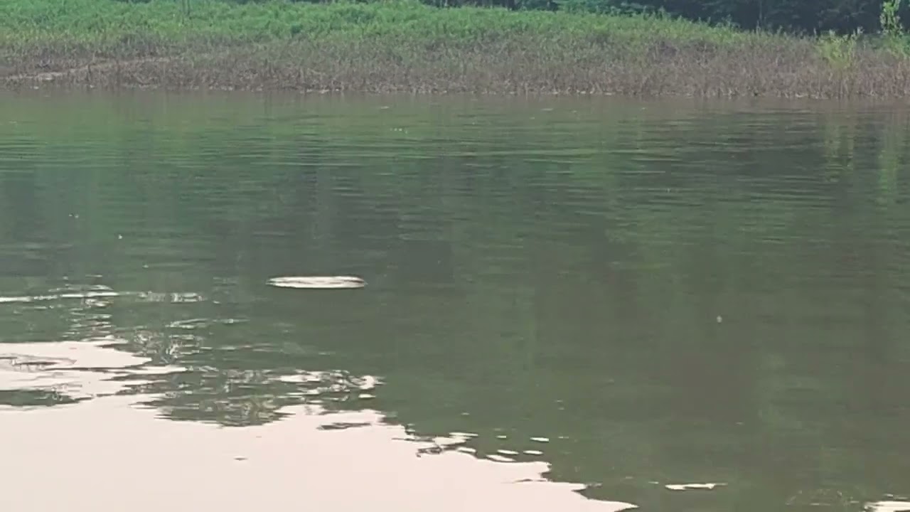 Rio purus Amazonas munic&iacute;pio de tapaua um   barra de peixe subindo Rio