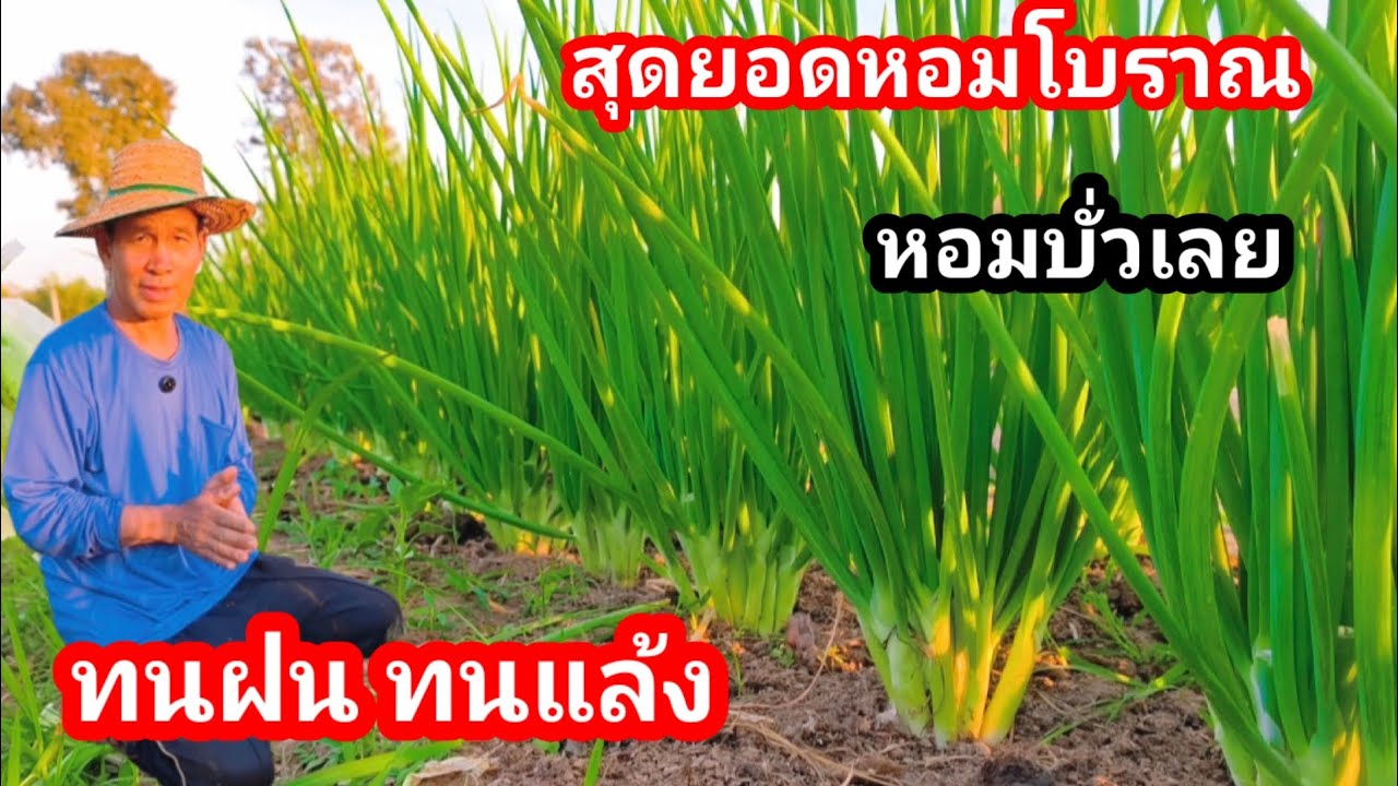 หอมบั่วเลยที่กำลังดังอยู่ในขณะนี้!! แนะนำวิธีปลูกในแปลงและแบ่งปันให้เกษตรกรราคาถูก!! ฟังให้จบ