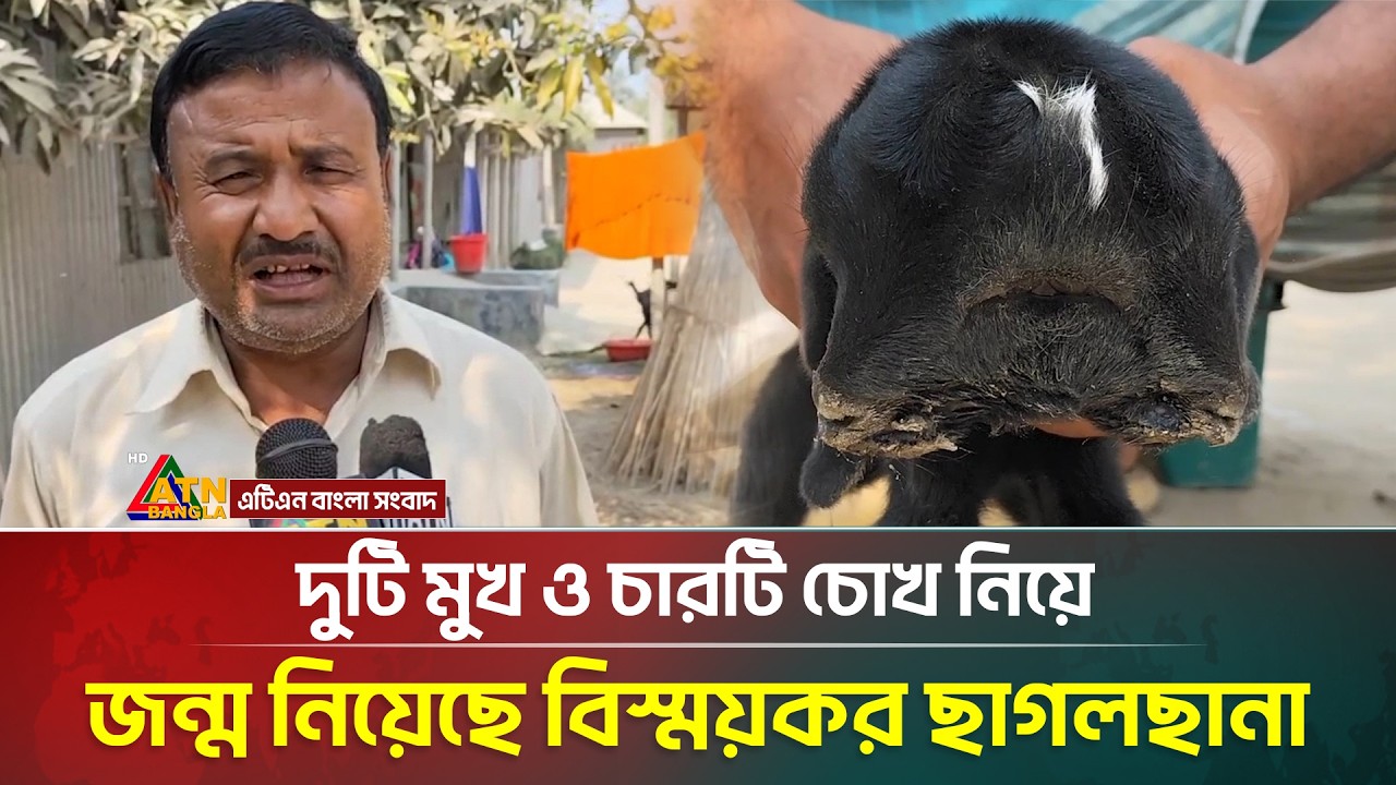 জামালপুরে দুটি মুখ ও চারটি চোখ নিয়ে জন্ম নিয়েছে একটি ছাগলছানা | ATN Bangla News