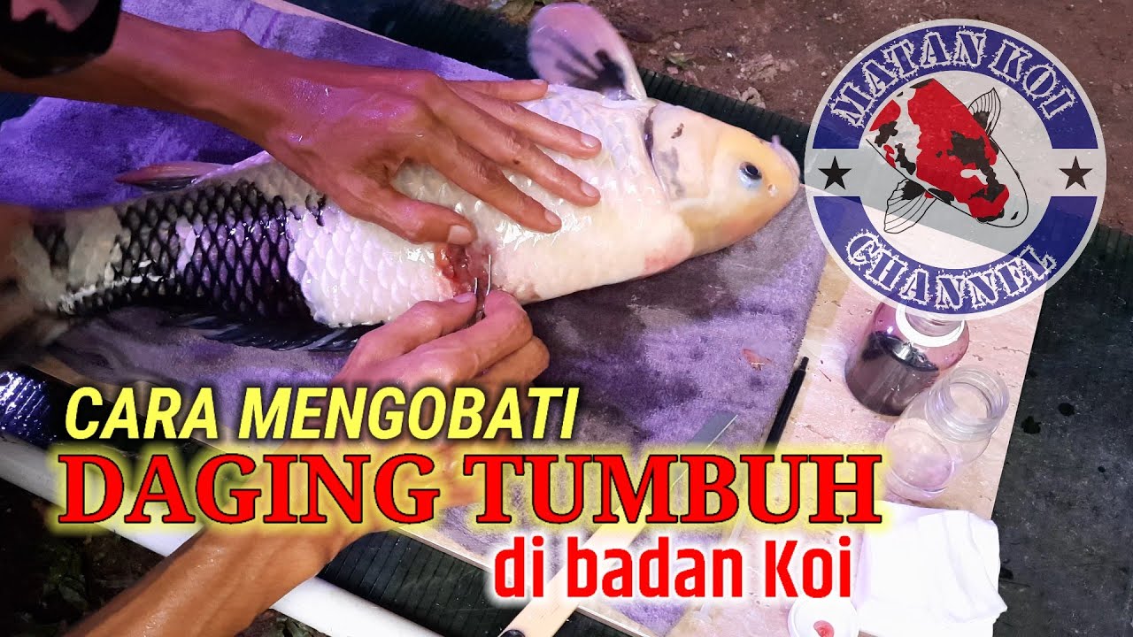 Daging Tumbuh di Badan Ikan Koi