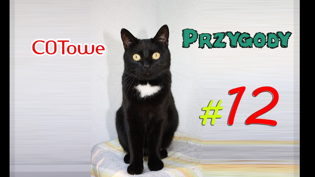 COTowe Przygody #12- czyli kot_Gizmo [AkinAA1]
