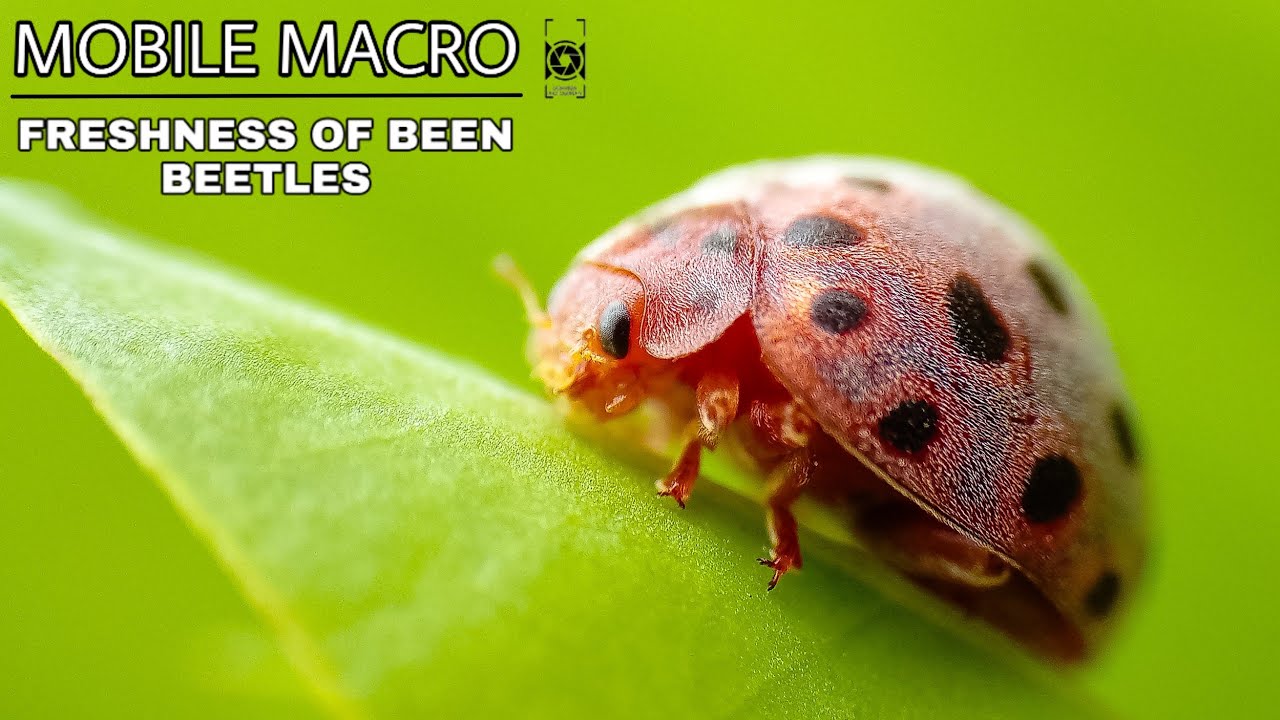 MOBILE MACRO VIDEO OF THE BEEN BEETLES