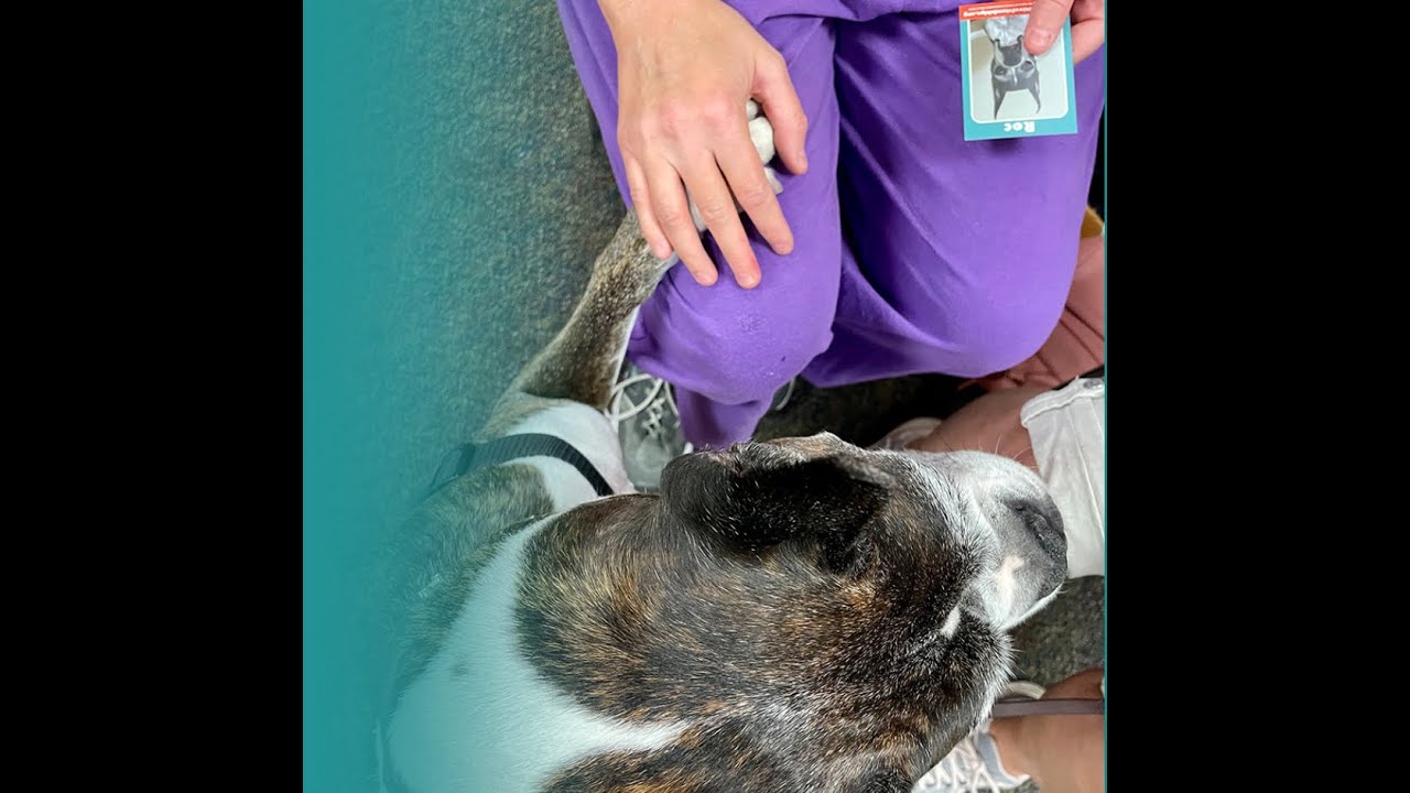 Making a 🐾 Pawsitive Impact with Your Pet!