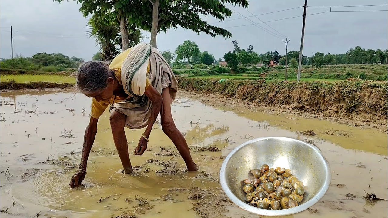 90 year old poor grandma Cooking GUGULI curry with Brinjan & eating with water rice|village kitchen