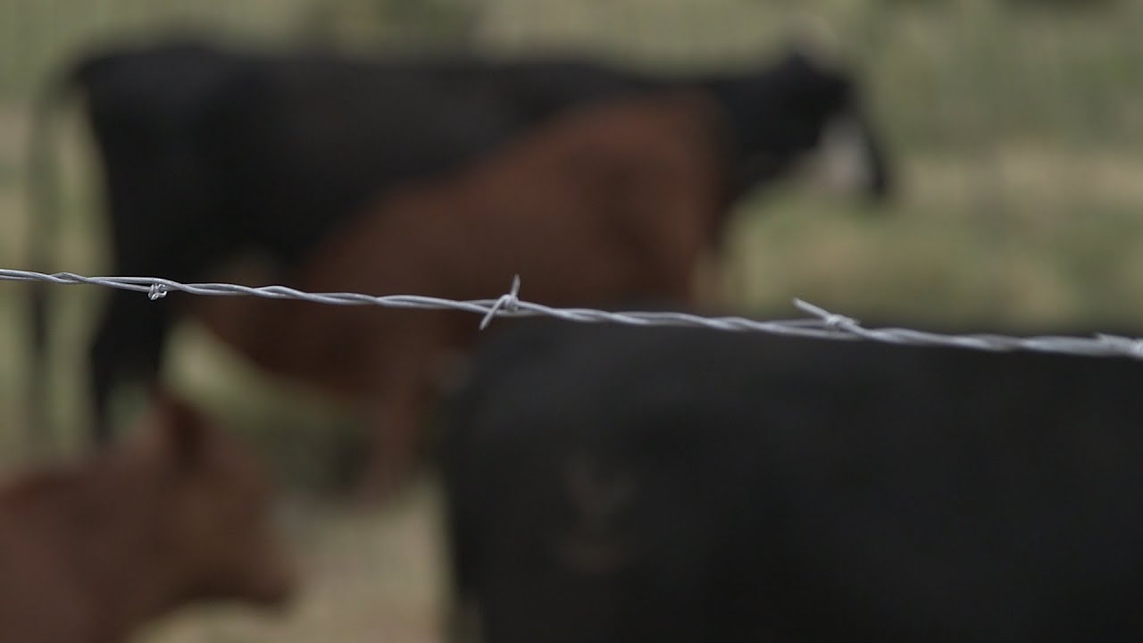 Barbed Wire