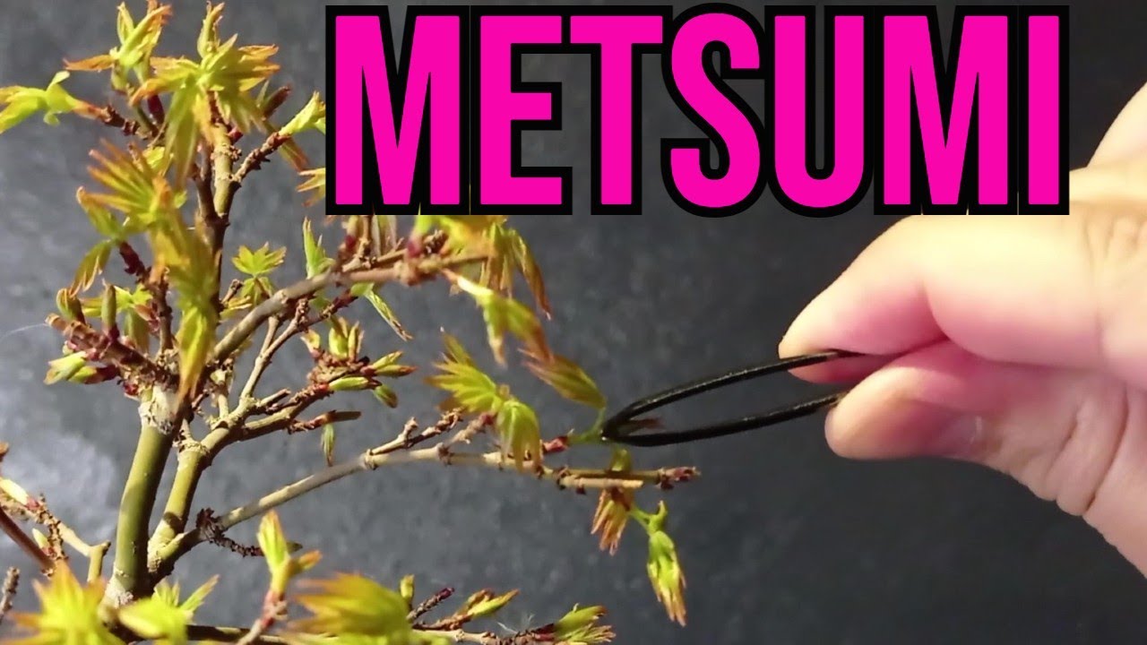 METSUMI EN BONSÁI ACER PALMATUM