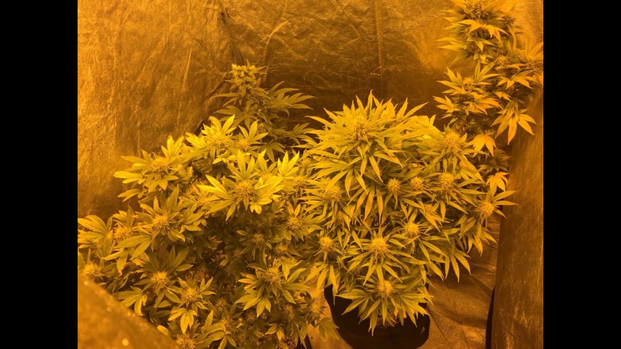 FULL LED GROW! TANGIE MATIC AUTOFLOWER! WEEKLY MONTAGE