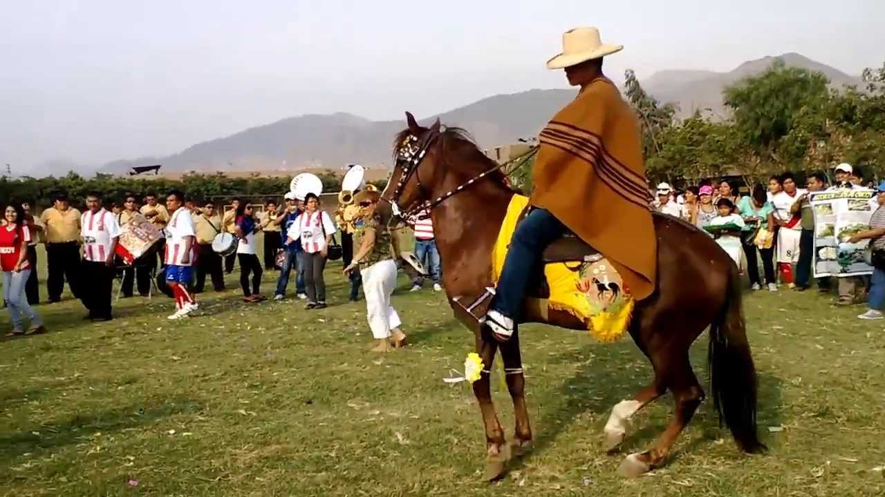 Caballo baila huayno