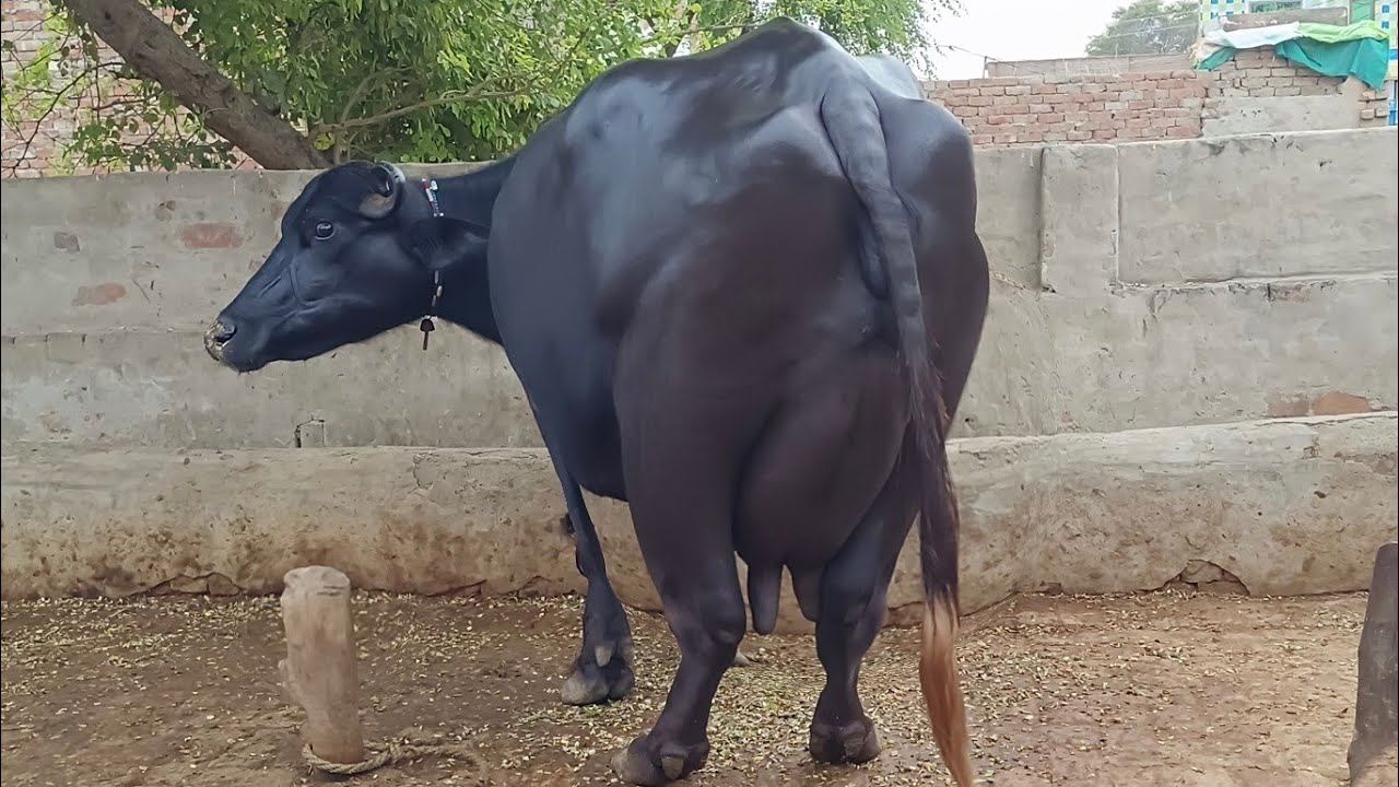 High Milking Pure Nili Buffalo's for sale in punjab pakistan on youtube 6 September 2025