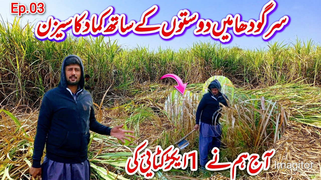 Sargodha me kamad ka season aj hm ne kamad ki katai ki