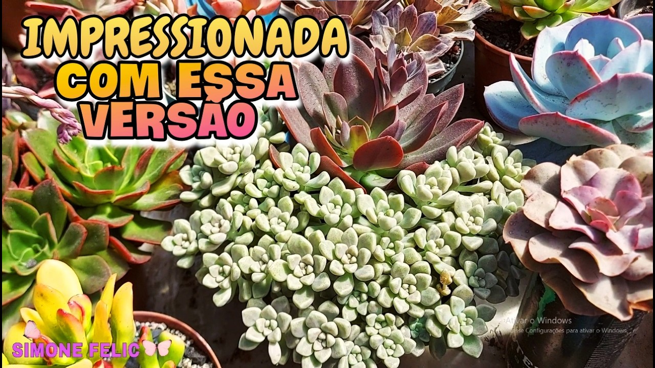 NA MELHOR VERSÃO AS SUCUS DESTE TOUR É TRISTE O QUE ESTÁ ACONTECENDO COM NOSSO PLANETA SIMONE FELIC