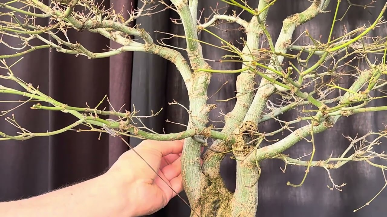 Japanese maple bonsai grafting new branch to fill space 