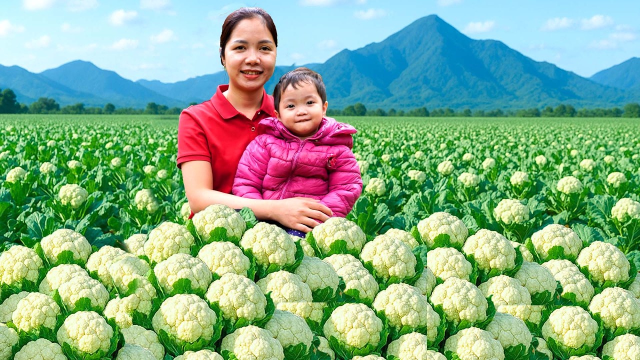Colhendo mais de 1000+ Br&oacute;colis No Campo Para Vender No Mercado | Lotus Farm Life