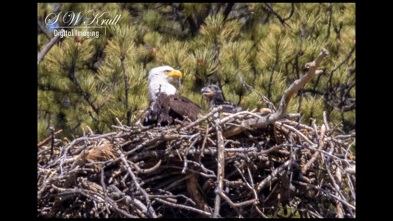 Colorado Wildlife Raptor Photography   Eaglet Watch