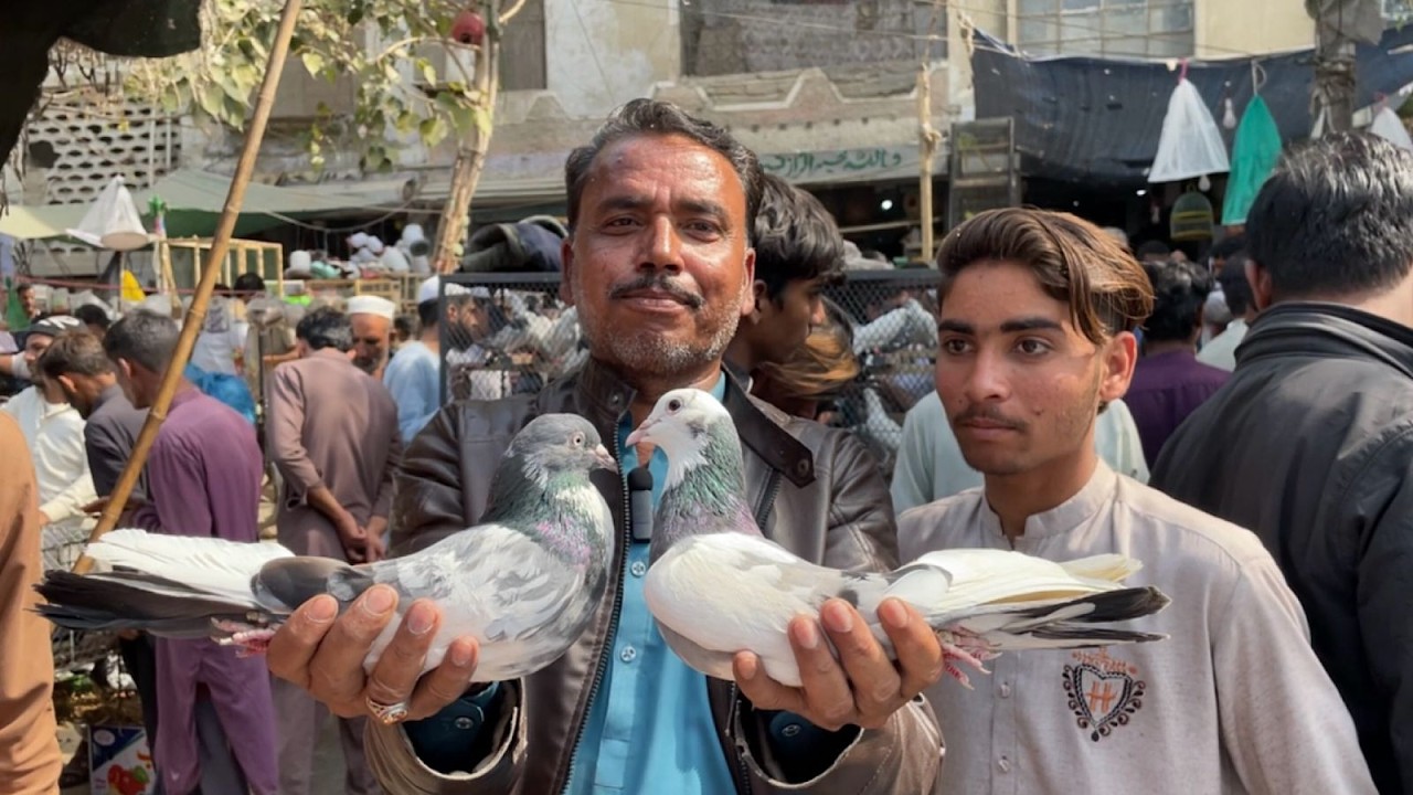Karachi Lalukhet Sunday Biggest Pigeons Market Latest Update 9-2-2025 in Urdu/Hindi