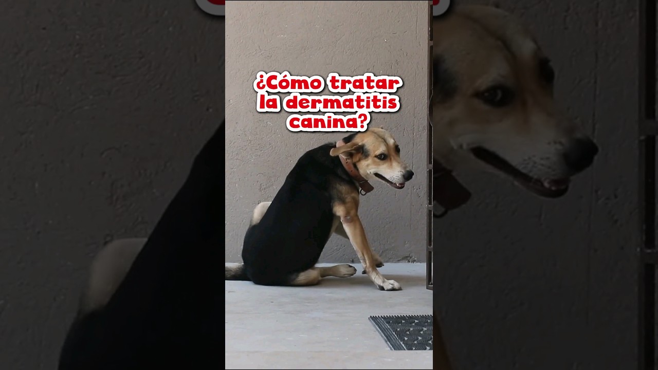 &iquest;C&oacute;mo detectar y tratar la dermatitis en perros?#happycancamp #veterinaria #perros