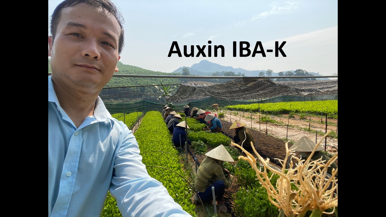 Giâm hom keo bằng Auxin K-IBA đạt hiệu quả cực cao, quy trình nhân giống keo lai ra rễ cực mạnh