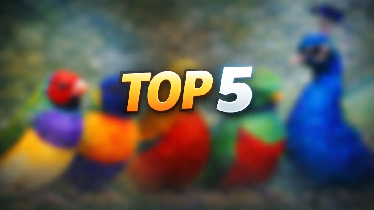 Top 5 aves tan increibles que parecen generadas por IA