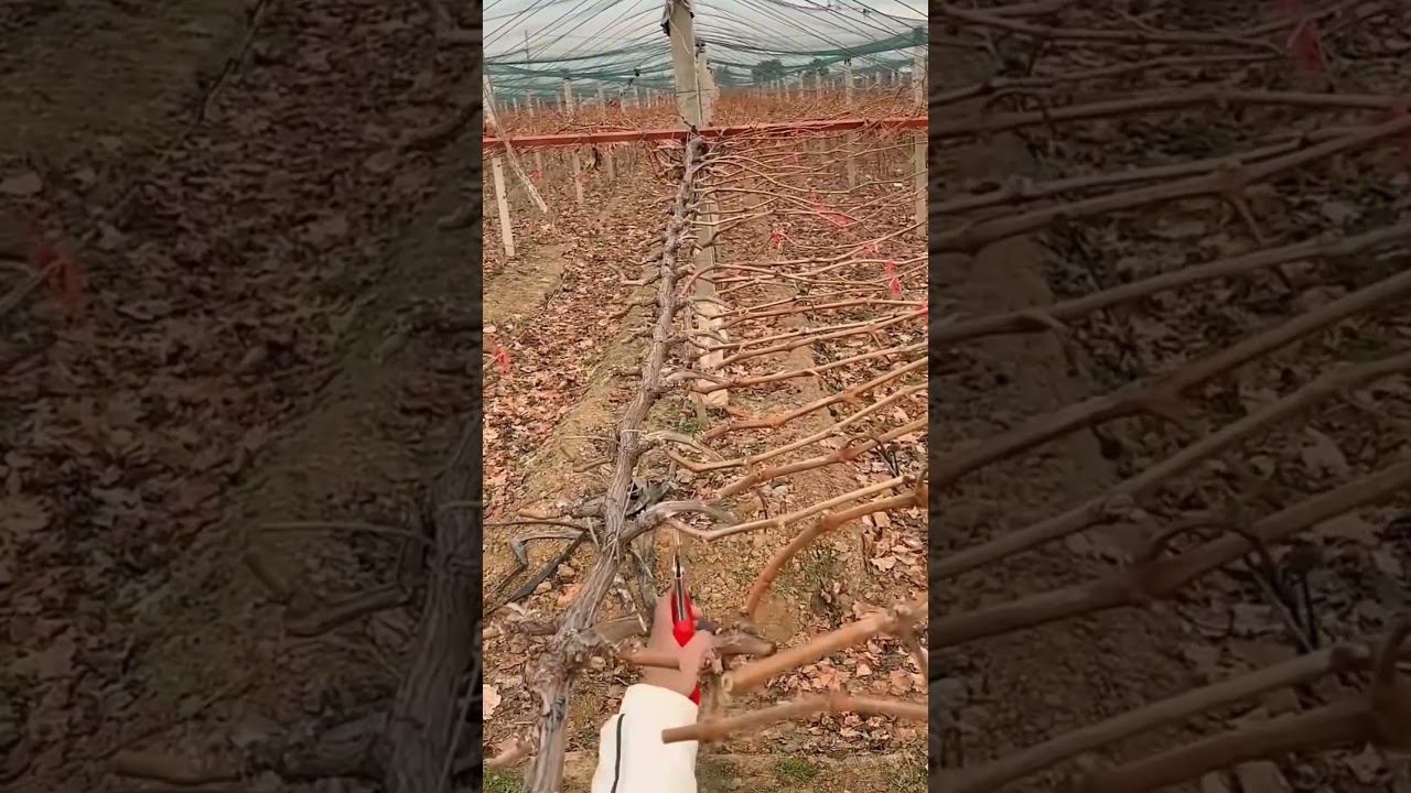 How prune grapes 🍇 tree #farming #pruning #agriculture #satisfying