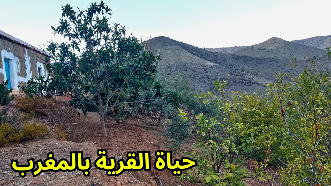 حياة الريف بالمغرب: مشاهد حول البيت لتقليم الأشجار وصنع عصا تقليدية بإذن الله وعونه