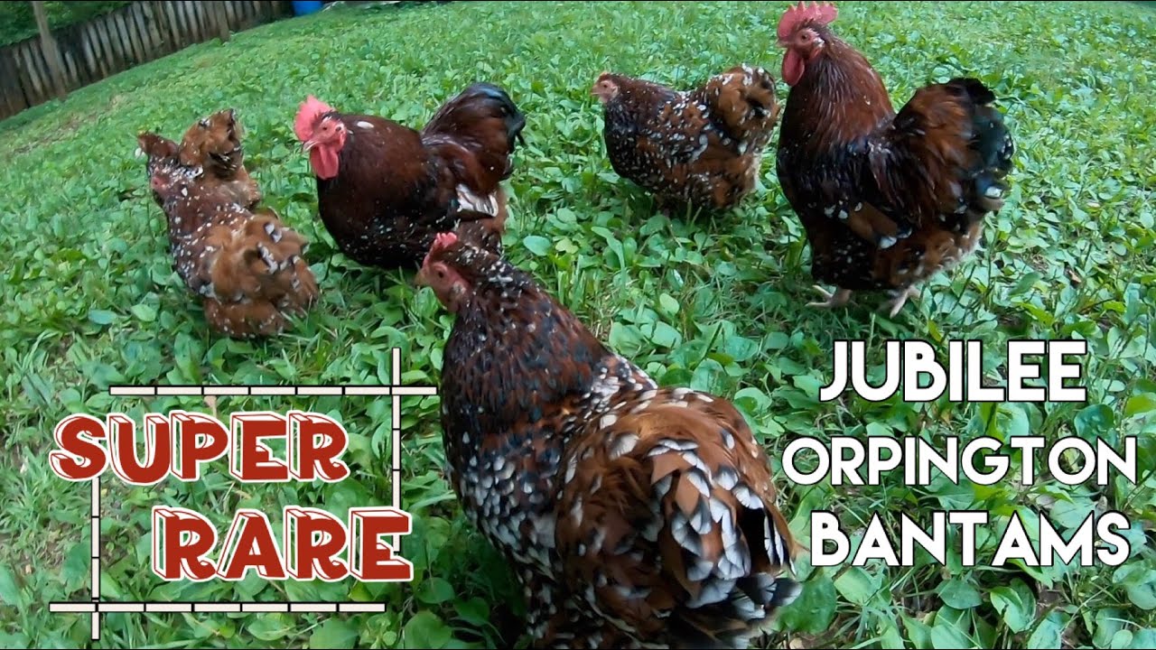 Rare Pet Chickens- Jubilee Orpington Bantams