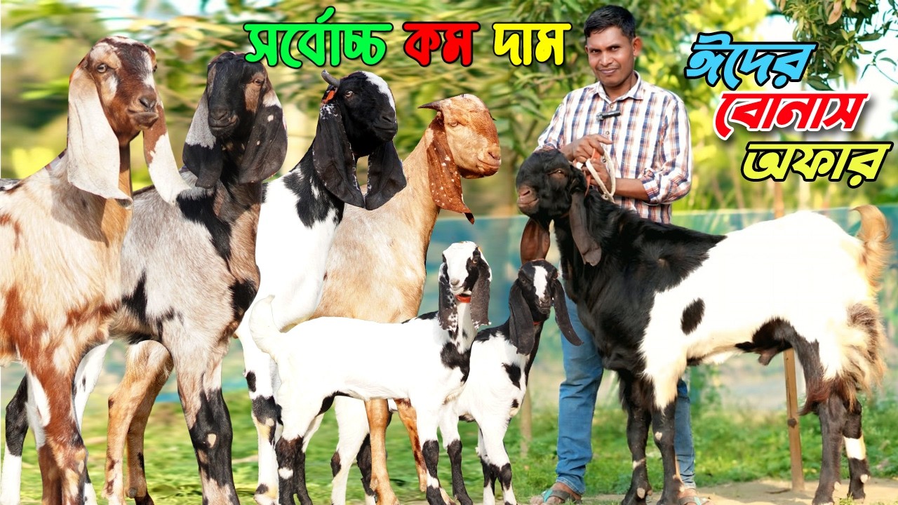 ঈদের বোনাস অফার । সর্বোচ্চ কম দামে হাই কোয়ালিটির তোতাপুরী । বিটল । হরিয়ানা। শিরহী ছাগল কিনুন।