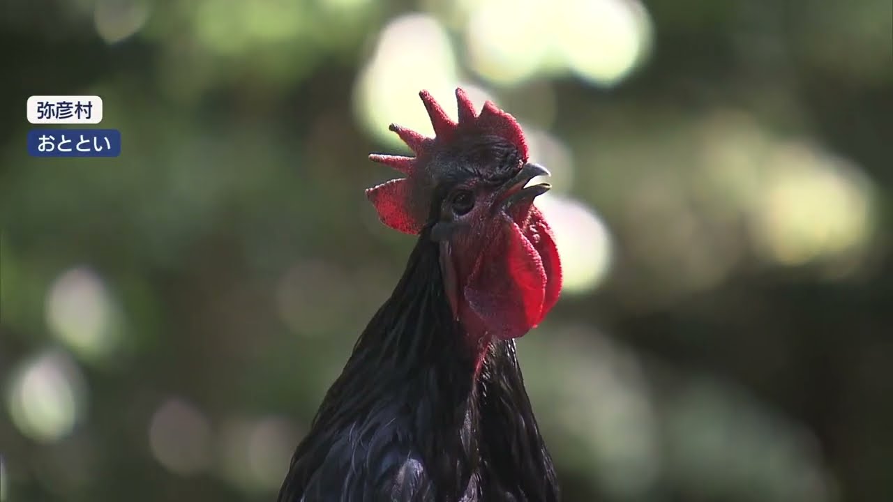 【GWスケッチ】弥彦神社 恒例の長鳴鶏の鳴き合わせ会〝よしお君〟28秒12の新記録【新潟】スーパーJにいがた5月6日OA