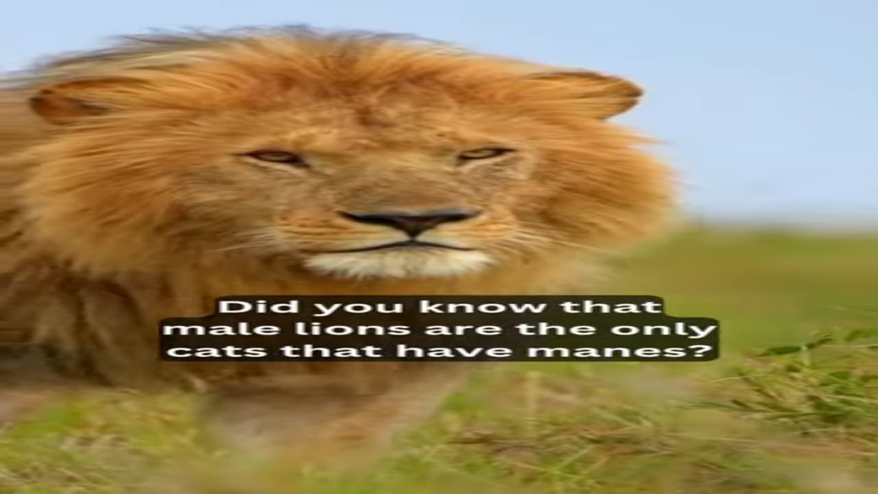 10 Fascinating Facts About Lions You Probably Didn't Know!