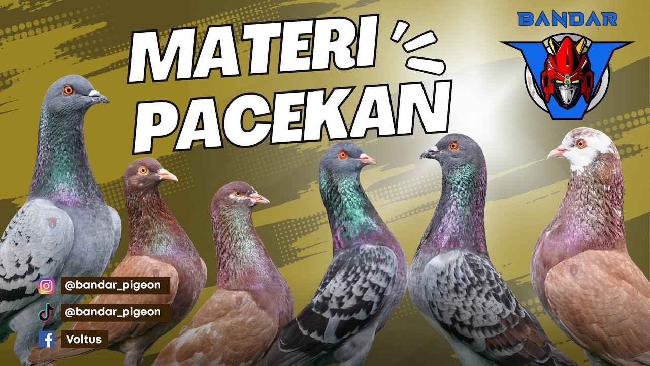 Mengintip Materi Pacekan Merpati Bandar Pigeon Farm
