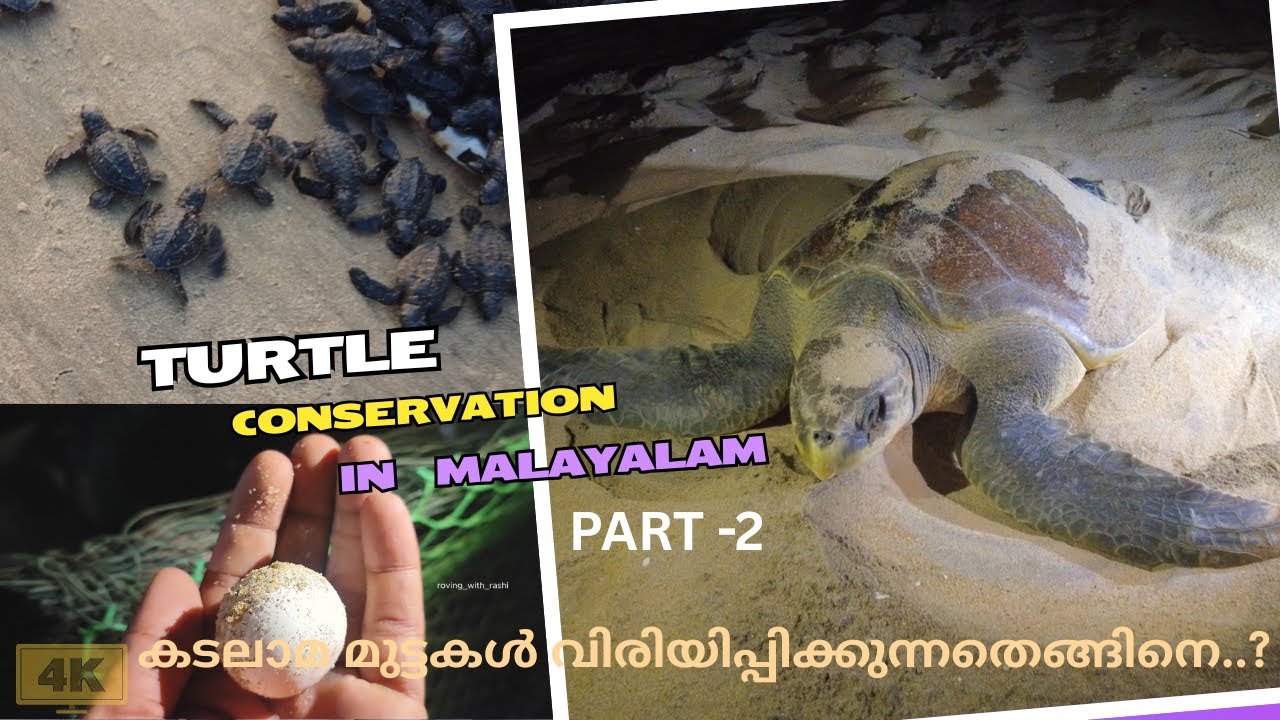 കടലാമ മുട്ടകൾ വിരിയിപ്പിക്കുന്നതെങ്ങിനെ..? | TURTLE CONSERVATION IN MALAYALAM | PART -2 | 4K