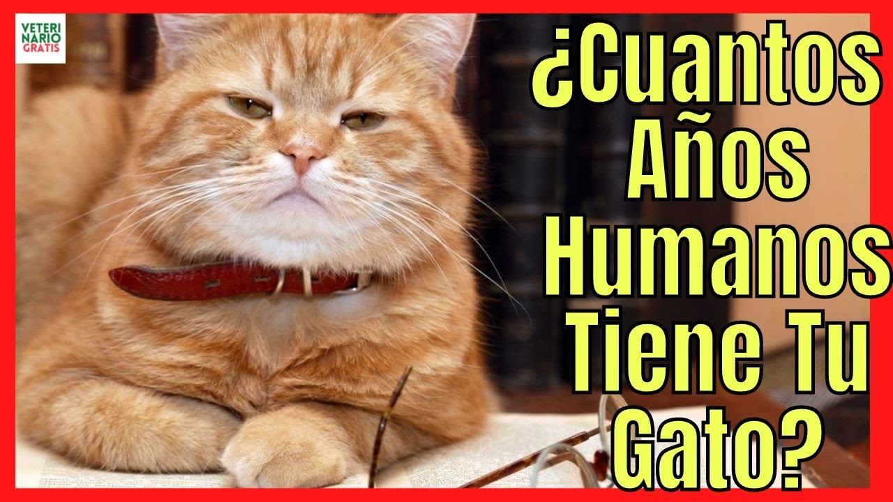 CUANTOS AÑOS HUMANOS TIENE MI GATO? ❤️‍🔥 ¿CUAL ES LA EDAD DE UN GATO EN AÑOS HUMANOS?