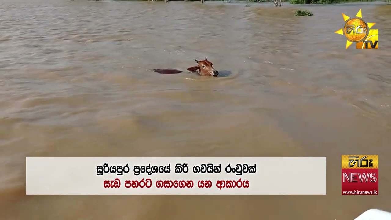 ගංවතුර මැද අවදානමට ලක්වූ වනසතුන්ගේ ජීවිත - ගව රංචුවක් සැඩ පහරට හසුව ගසාගෙන යන අයුරු  - Hiru News