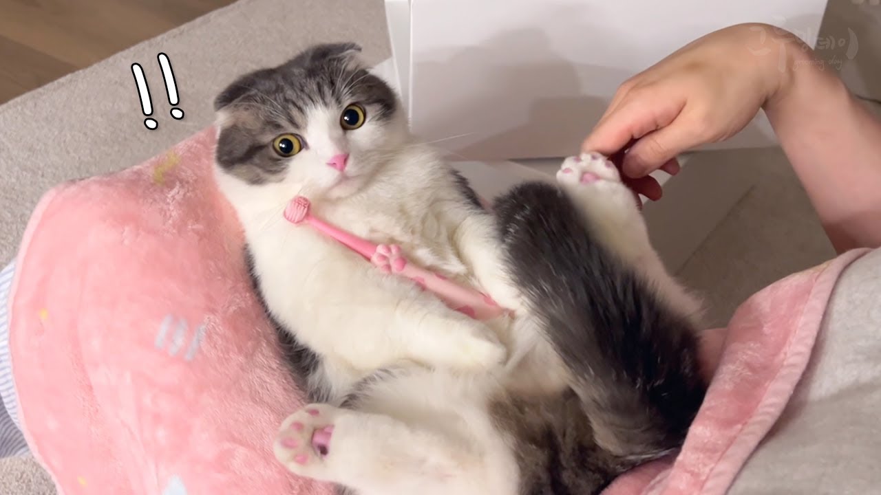 Шокирующая реакция нашей кошки на новую зубную щетку!