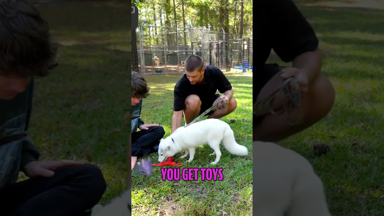 Saving Foxes & Birds: From Fur Farms to Forever Homes! 