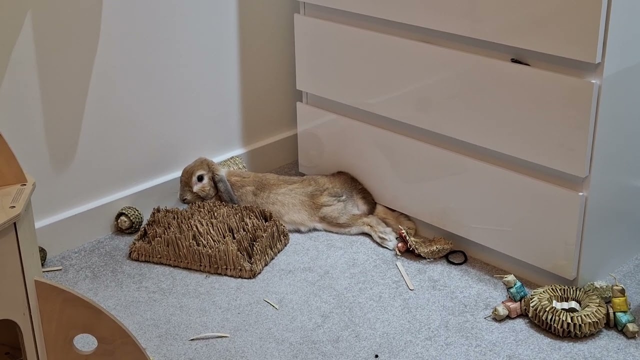 Bunny Chewing Toy While Lying Down #bunny #freeroamrabbit #rabbit #shorts