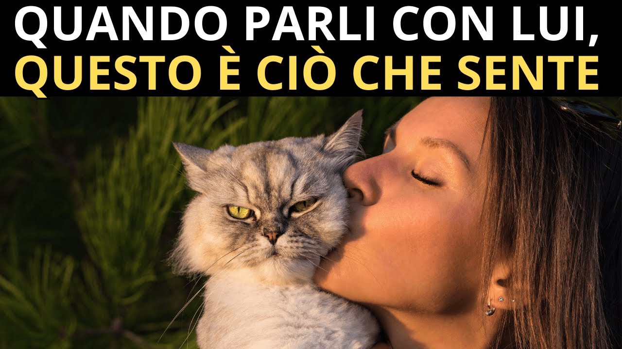 Cosa pensa davvero il tuo gatto quando gli parli come a un umano?