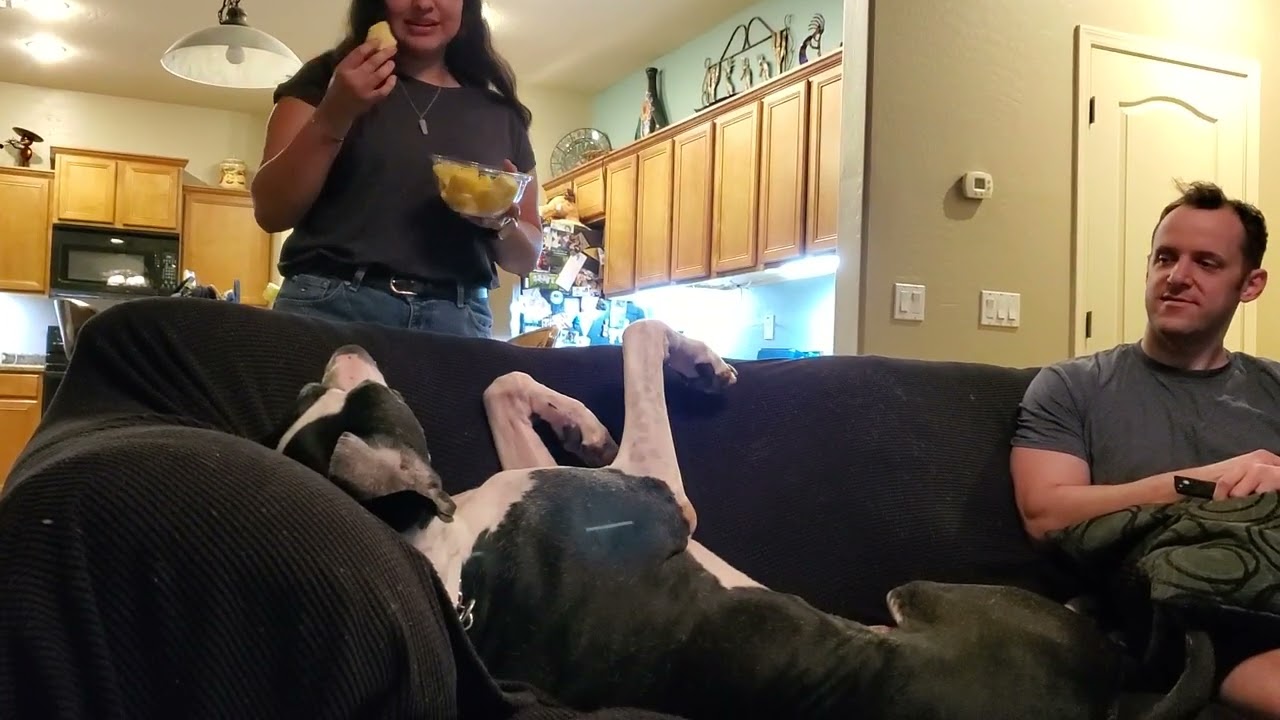 Spoiled Great dane